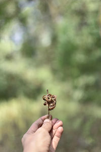 Close-up of hand holding plant