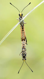 Close-up of mating butterfly