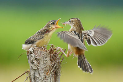 Close-up of birds