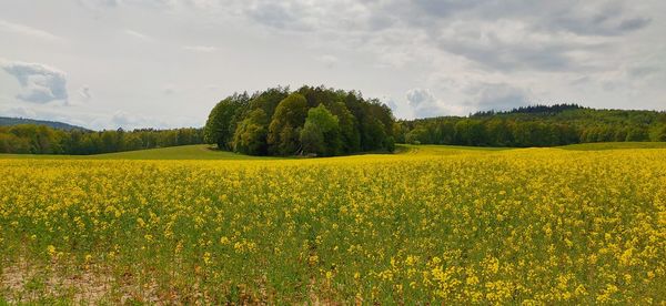 Scenic view of yellow flower field 