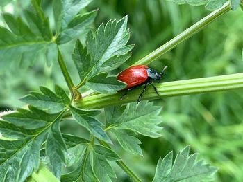 Close-up of insect on plant