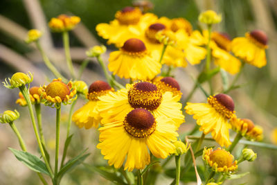 Close-up of yellow flowers