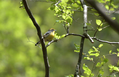 Close-up of bird perching on branch