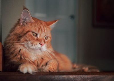 Close-up of a cat looking away