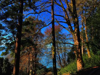 Low angle view of trees in forest