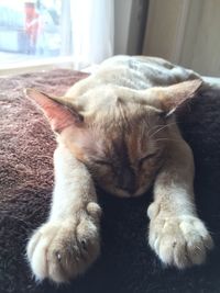 Close-up of dog sleeping