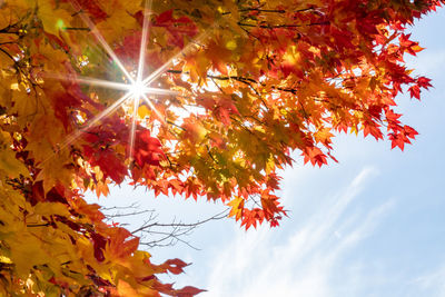 Low angle view of maple tree against sky