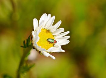 Close-up of insect on flower