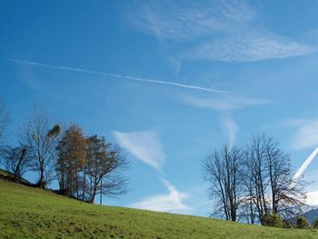 Low angle view of trees on field against blue sky