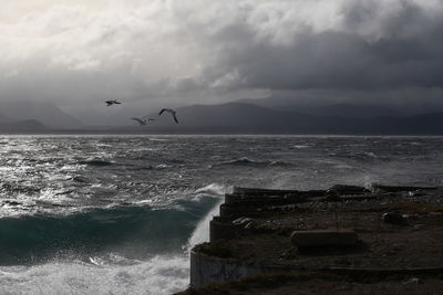 Seagulls flying over sea against sky