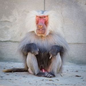 Portrait of lion sitting outdoors