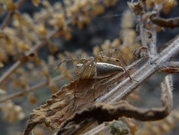 Close-up of insect on branch