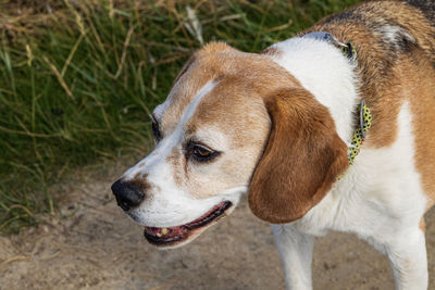 High angle view of dog looking away on field