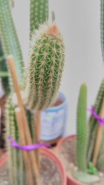 Close-up of cactus