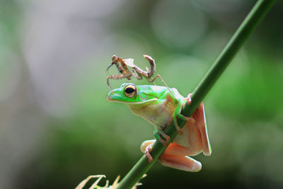 Close-up of insect on frog