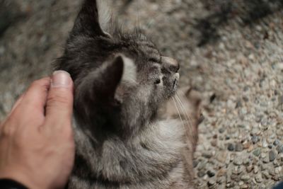 Close-up of cat