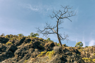 Low angle view of bare trees against sky