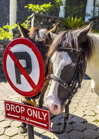 Horses standing by road sign on cobbled street