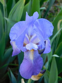 Close-up of purple iris flower