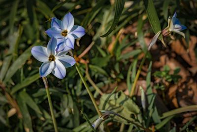 Close-up of white flowering plants on field