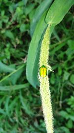 Close-up of insect on leaf