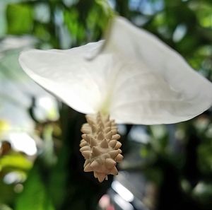 Close-up of white flower