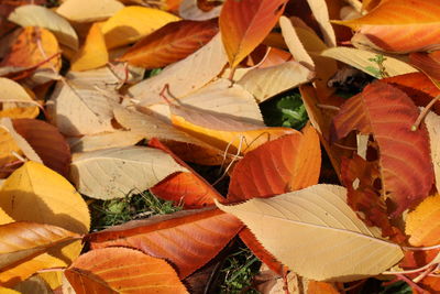 Full frame shot of autumnal leaves