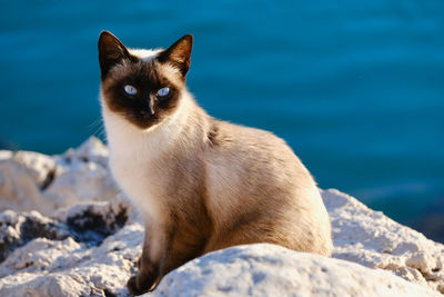 Close-up portrait of a siamese cat sitting on a rock with the sea in the background.