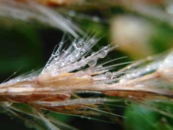 Close-up of wet flower