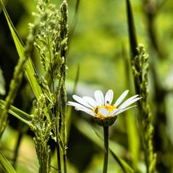 Close-up of flower