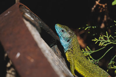 Close-up of european green lizard 