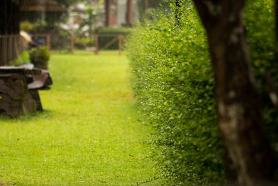 Grass growing in park