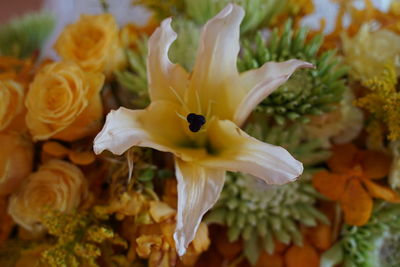 High angle view of white flowering plant