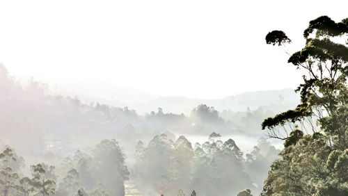 Panoramic view of fog and trees against sky