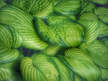 Full frame shot of green leaves