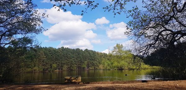 Scenic view of lake by trees in forest against sky