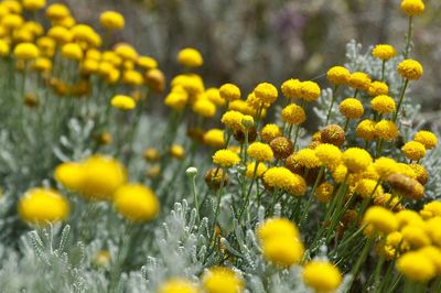 Close-up of yellow flowers blooming in field