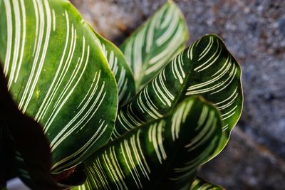 Close-up of fresh green leaves