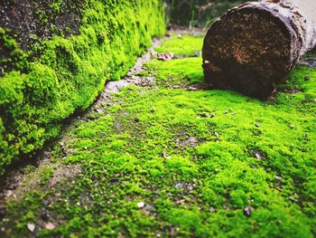 High angle view of moss growing in park