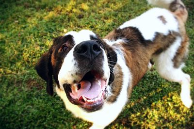 High angle view of saint bernard dog on field