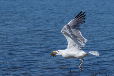 Seagulls flying over sea