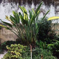 Plants growing on tree