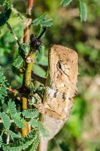 Close-up of lizard on tree