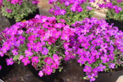 Close-up of pink flowers