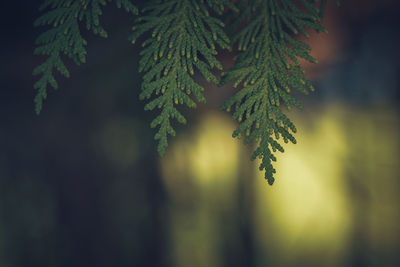 Close-up of pine tree branch