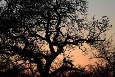 Low angle view of silhouette tree against sky at sunset