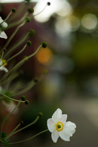 Close-up of white flower growing outdoors