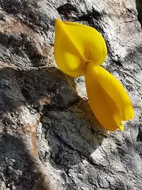 Close-up of yellow flower on rock