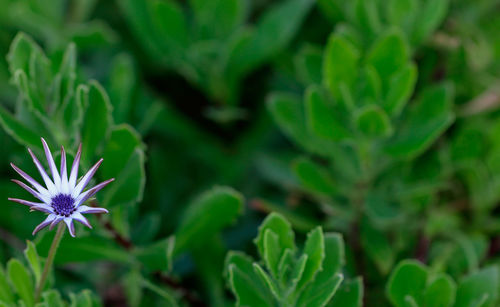 Close-up of flower blooming outdoors