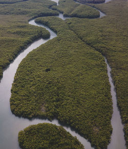 High angle view of agricultural field